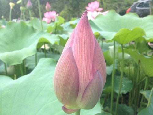 丽水莲花的配套信息