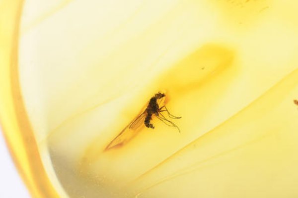 科学家发现了1亿年前的萤火虫祖先，他们究竟是如何发现的？