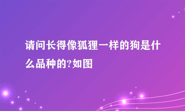 请问长得像狐狸一样的狗是什么品种的?如图