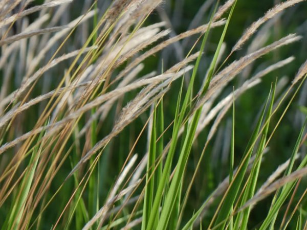 风冰草甲什么意思