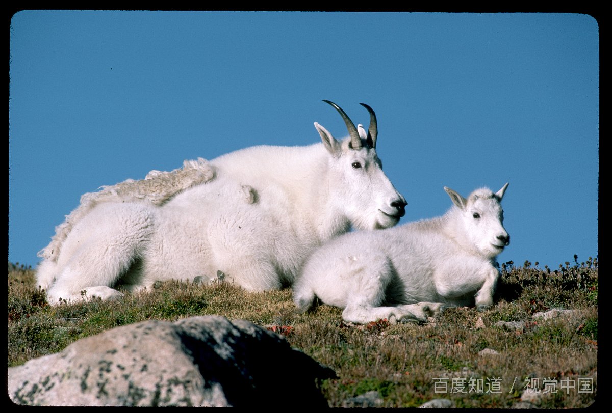 goat在体育词汇中什么意思？