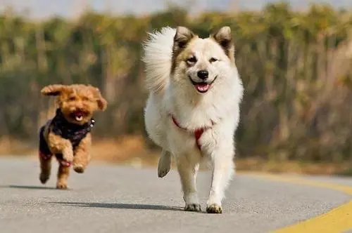 如何看待男子遛狗不栓绳被罚款2500元？