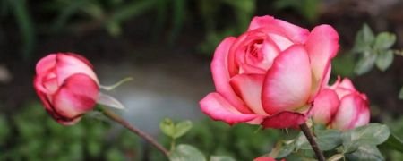 月季花24小时什么时候开花？