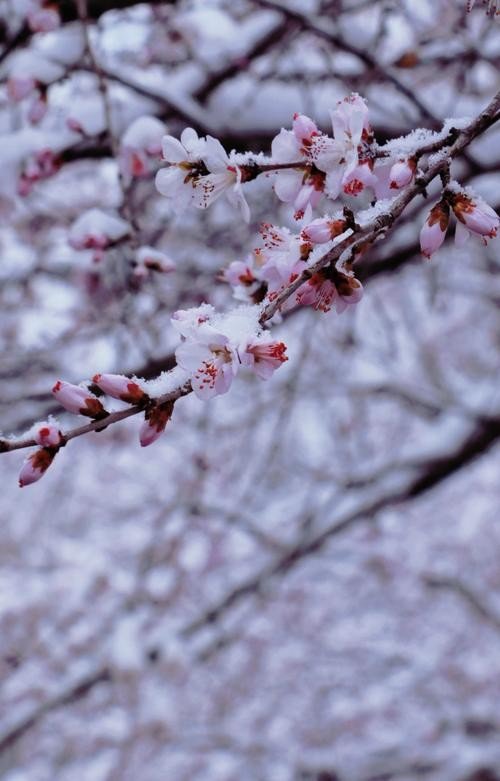 3月桃花雪是什么意思