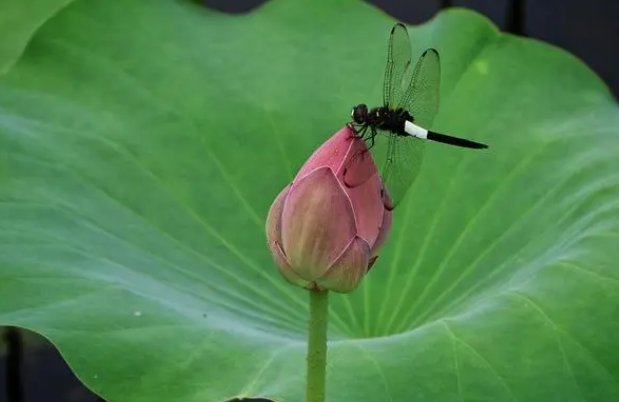 树阴照水爱晴柔柔的意思是什么