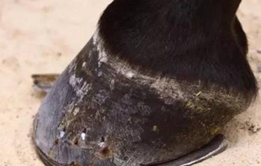 野生的马蹄子长了怎么办?