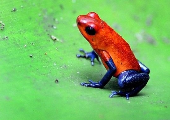 钴蓝箭毒蛙的介绍