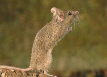 请问：玉兔出宫有带宝是什么生肖？