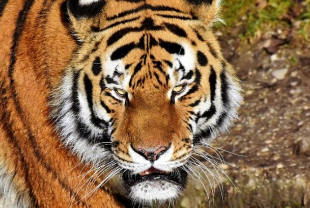 不古不今指形容什么动物