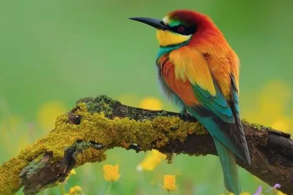 6.我国鸟类种数约占全世界鸟类种数的百分之几?-|||-全世界鸟类约-|||-我国鸟