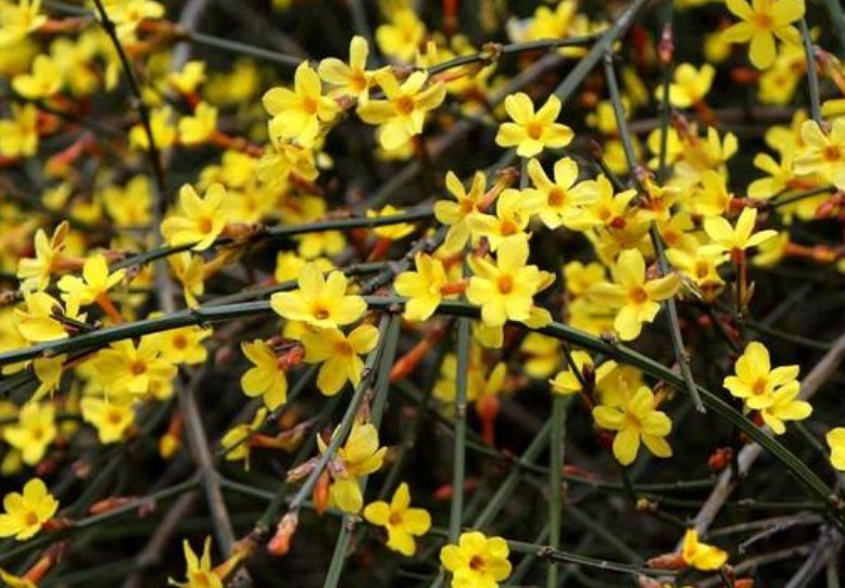 描写迎春的诗句