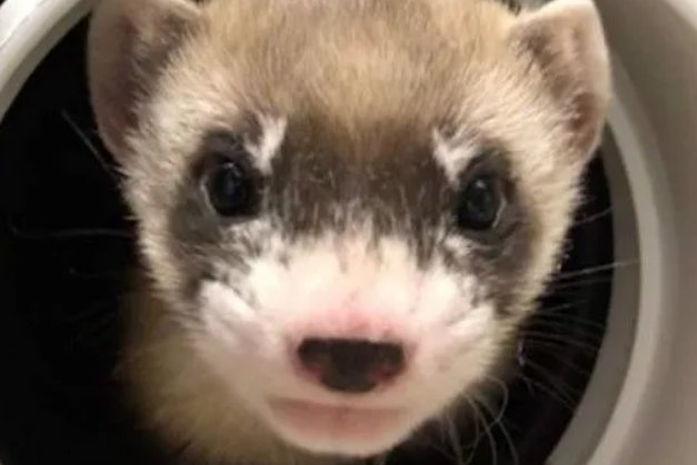 美国首次成功克隆濒危动物，克隆动物的科学理论是什么？