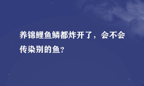 养锦鲤鱼鳞都炸开了，会不会传染别的鱼？