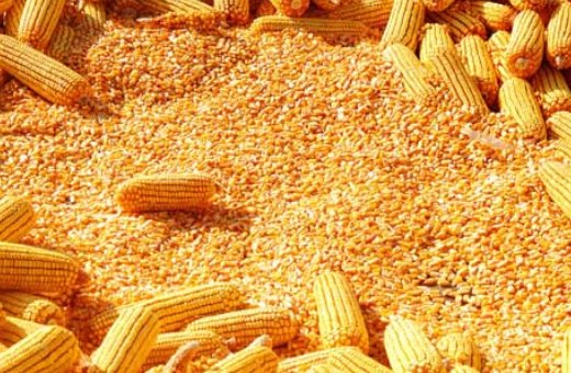 玉米一方多少斤