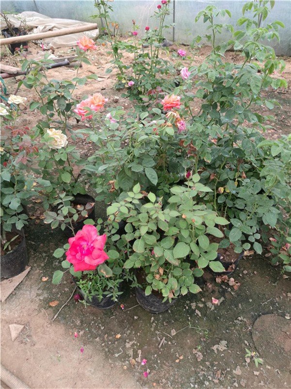 月季和玫瑰的区别在哪里？