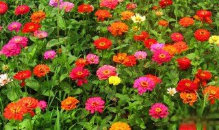 百日菊的花语是什么 百日菊的花语有哪些