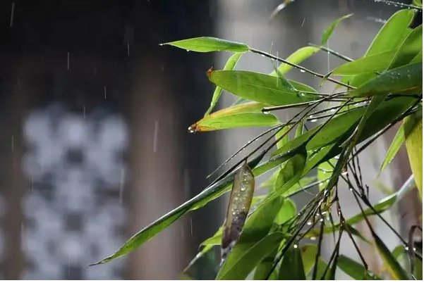 湿漉漉的拼音及意思