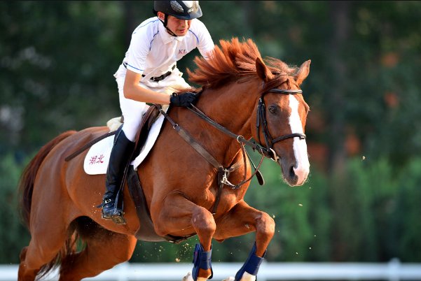 肯豆jennr全课骑马怎么卖