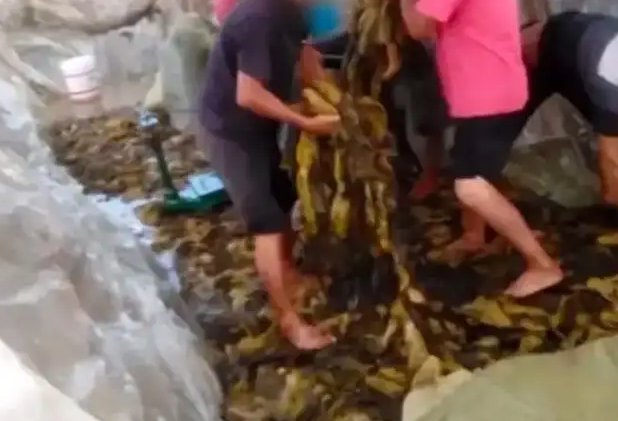 土坑酸菜生产内幕被曝后，对方便面企业的销售带来了哪些巨大影响？