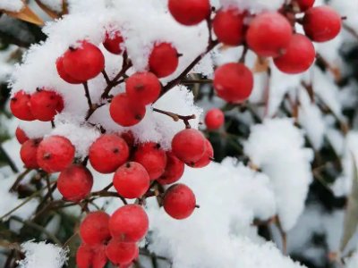 春天雪景发朋友圈的精美句子
