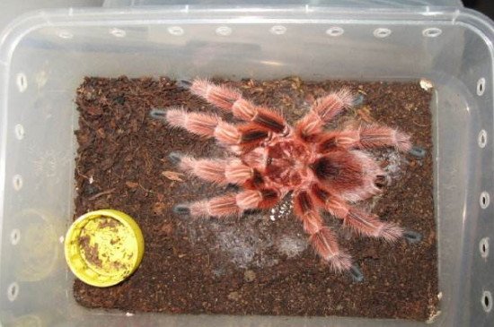 智利火玫瑰有毒吗