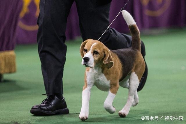 夏天太热，狗狗总是热得直喘可怎么办？