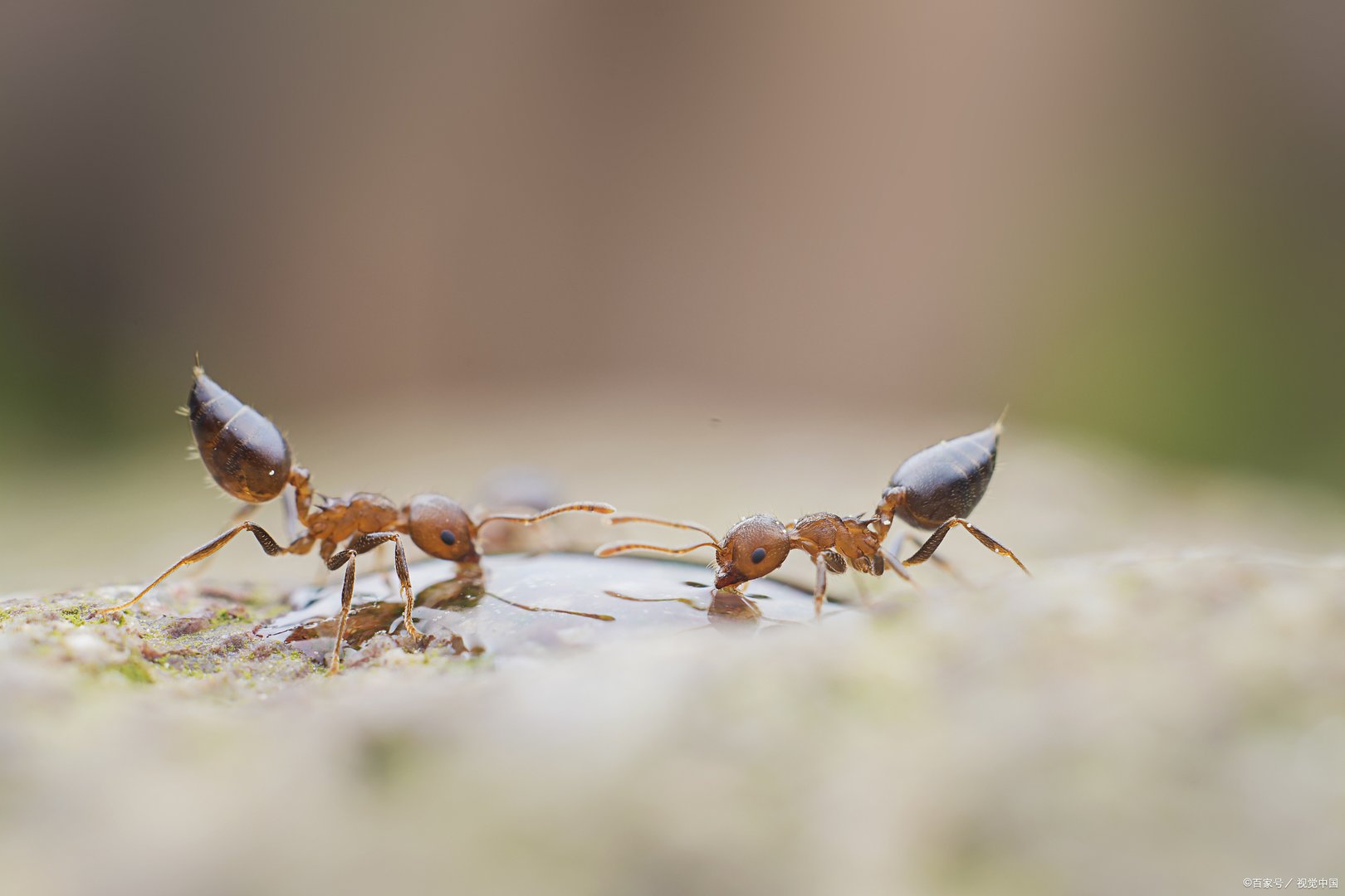 蚂蚁金服上市最新进展，蚂蚁金服什么时候上市?你知道吗？