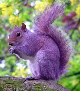 紫色松鼠的介绍