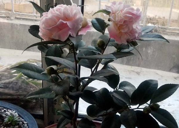 家里为什么不能养茶花