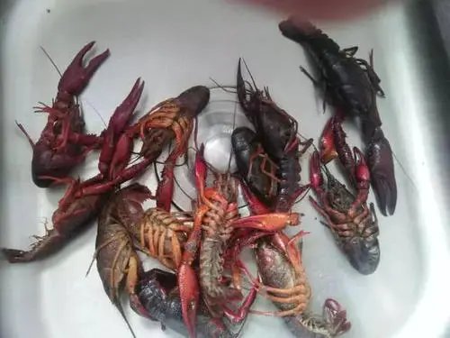男子在烧烤店吃小龙虾突然活了一只，没有煮熟的小龙虾可以吃吗？