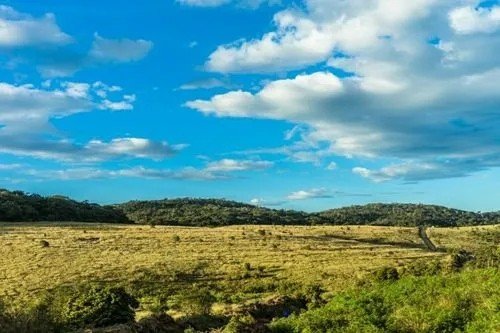 plains是什么意思