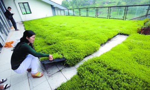 屋顶绿化草皮用哪种草好