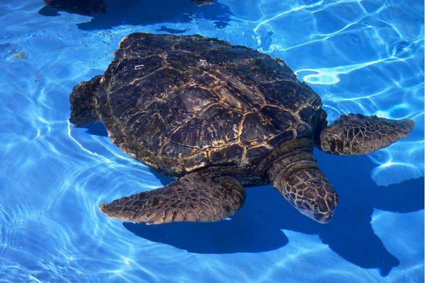 龟字怎么读？？