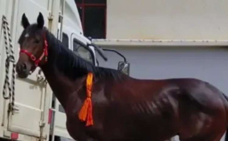 28万的纯血赛马在丽江“走失”！这匹马到底贵在了哪儿？