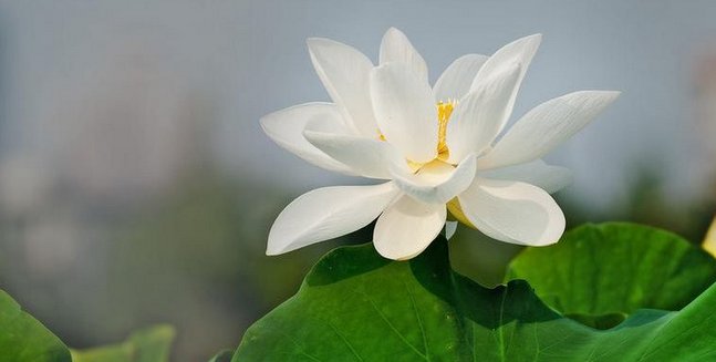 烘托的意思是什么