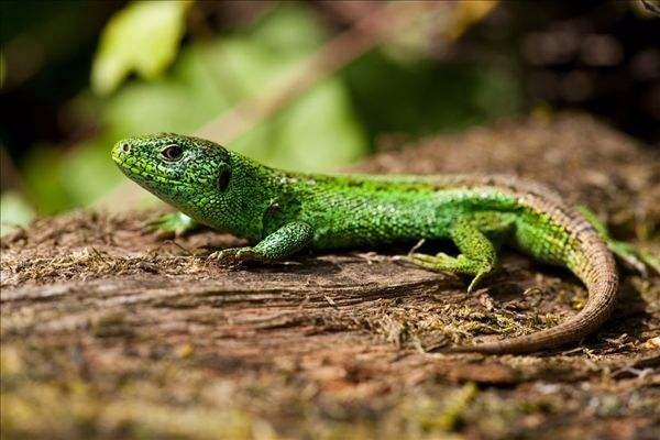 一些蜥蜴为什么会吃掉自己的尾巴？