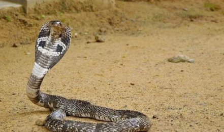 蛇类的十大天敌是什么