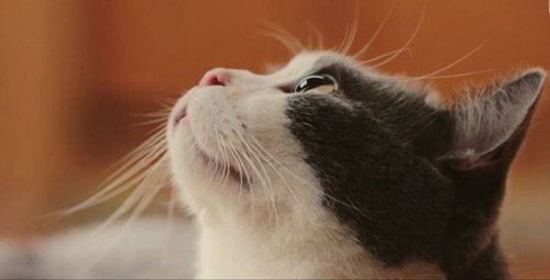 喵星人抢不到的关于第二季