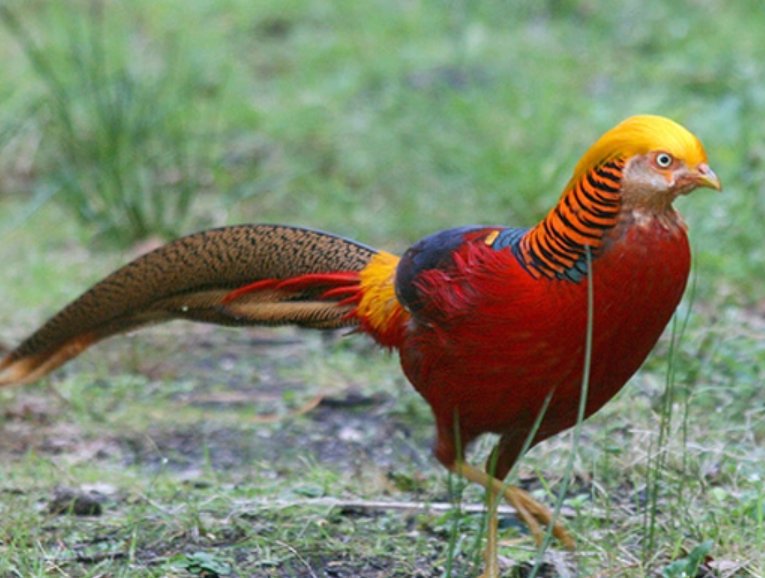 双剑合璧打一生肖