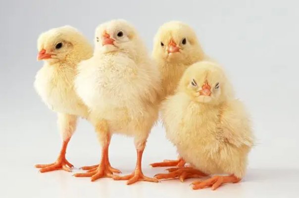 红花绿叶打一生肖动物