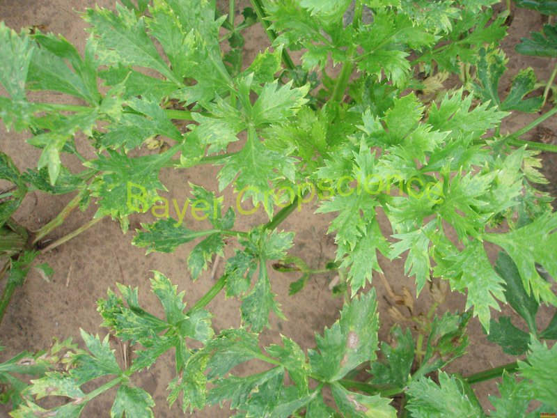 冬芹的病虫害及预防