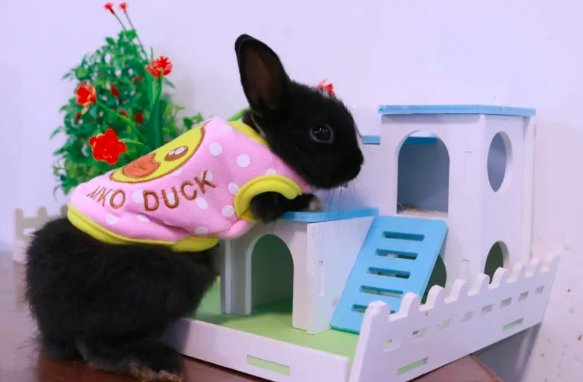 兔子可以喝牛奶吗