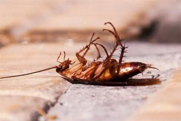 泉州一女孩脱鞋掉出蟑螂吓得大哭，蟑螂一般都出现在哪些地方？