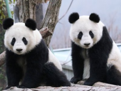 i'm a panda还是an panda