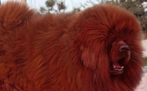 还记得“中国第一藏獒”吗?拍卖价3000万,主人是怎么做决定的?