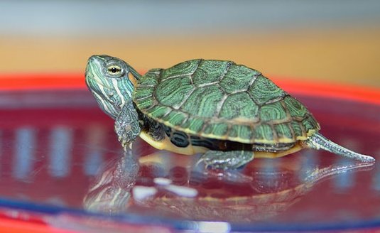 小乌龟会记仇吗 它总是咬比他小点的其他乌龟 我一气之下拿起来用牙签狠狠地教训它 其实我好心疼的