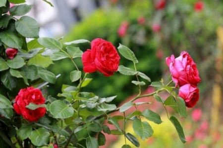 月季花24小时什么时候开花?