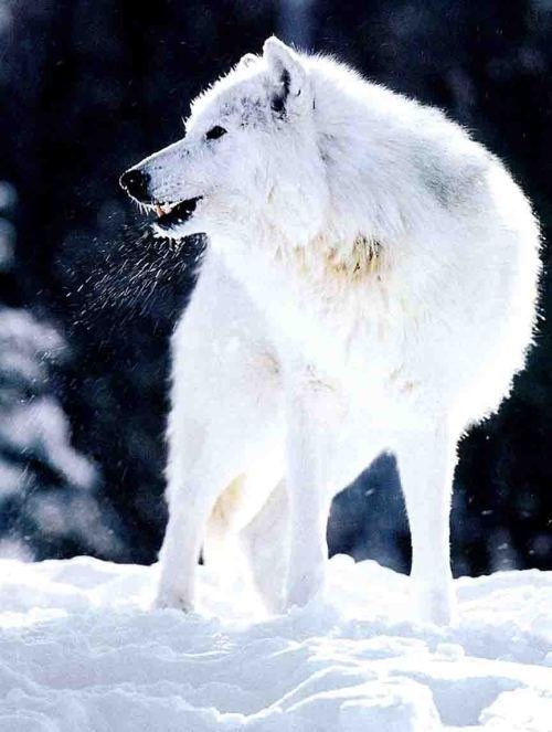 雪狼是狗还是狼？