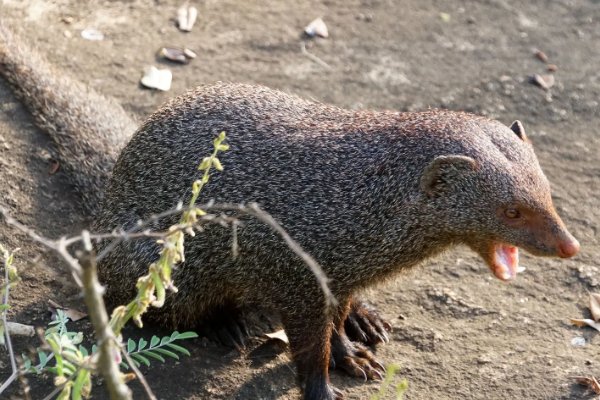 蛇最怕的四大天敌