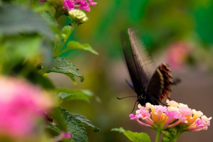 花飞蝶舞的解释花飞蝶舞的出处及用法-成语词典-词典网